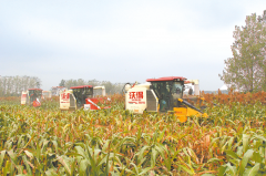 <b>新蔡：高粱红满天 机械收割忙</b>